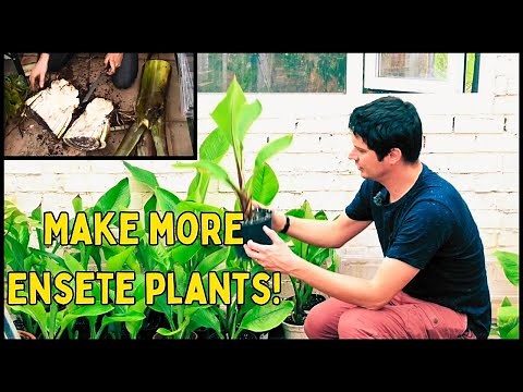 How to make more Ensete Banana plants: Propagation Guide