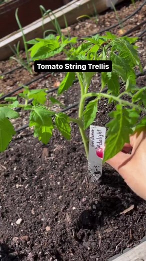 463K views · 1.3K reactions | Tomato string trellis  (via Nita Theloveforgardening) #trellis #tomatoes #growyourownfood | Neighborhood Farms USA | Facebook