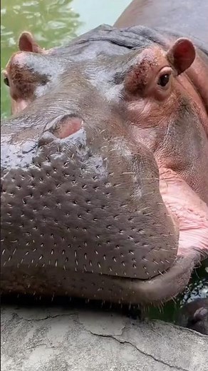 The Deadliest Mammal on Earth ☠️