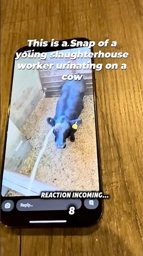 THIS is What Happens At Slaughterhouses…