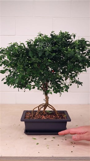 23M views · 345K reactions | Watch this Firecracker Chili Bonsai Bloom 殺️ | Boxlapse | Facebook