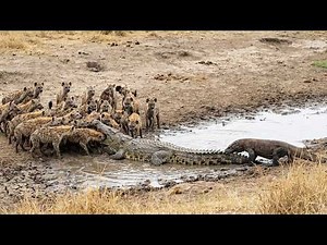 Komodo Dragon vs. Crocodile vs. Hyenas: Ultimate Apex Predator Battle
