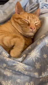 I just think this video of the sleeping hamb is so freaking cute 😭 ​ ​#catladytails #sleepycats #orangecats | Calcifer Hamb the Orange Cat - Cat Lady Tails