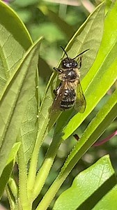 Leslie Castle on Reels