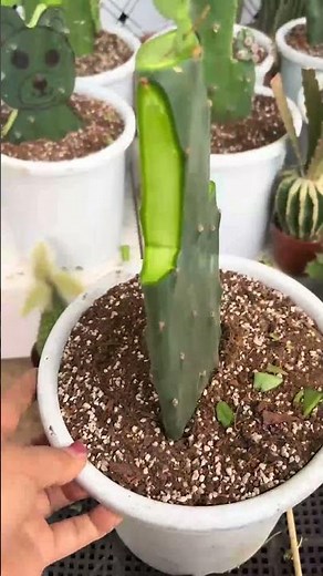 Cactus Grafting for Beginners: A Step-by-Step Guide 🌵✂️