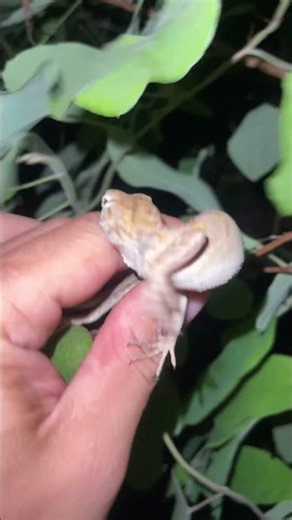 Catching a sleeping lizard and getting bitten