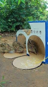 Perfect DIY Unique Quail Trap Idea Using Cardboard Box #Outdoors #survival #skills #camping