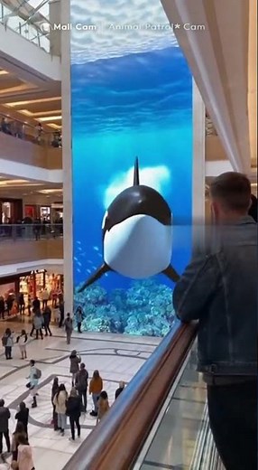 Mall Cam – Giant Aquarium Screen Explodes With Killer Whale Illusion