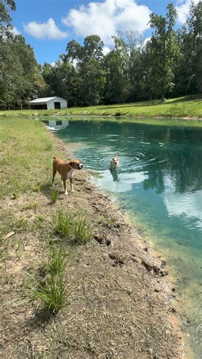 84K views · 7.1K reactions | Just an idea I want to run past you all, comments are welcome just don’t be mean about it  | Longhorn Lester's | Facebook