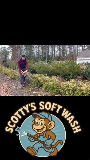 Bush Trimming Timelapse #landscape #landscaping