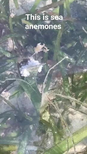 Sea anemones #sea #sealife #ocean #seashore #AmaZing #seabed #seacreature #anemone #seanemone #seaanimal #facts