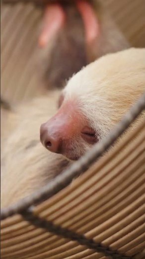 New at Fort Worth Zoo: A two-toed sloth