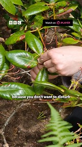 99K views · 135 reactions | Lizzie Schofield on how to deadhead a Rhododendron. Watch Beechgrove Garden on BBC iPlayer #BeechgroveGarden #Gardening #GardeningTips | BBC Scotland | Facebook
