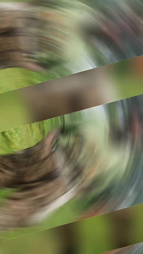 sabafaan Oromiyaa (@wbo.koo.4308)’s videos with original sound - Naafsii430❤️💚❤️✊