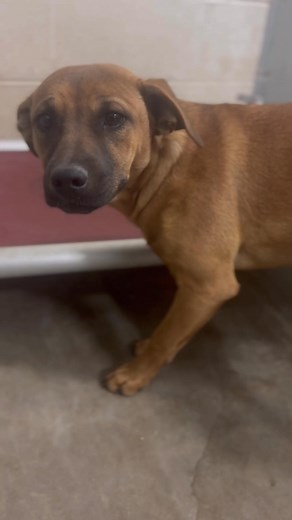 Roswell animal shelter Nm tel 5756246722 bel a 6 month old pup . she just scared . 28lbs id a010709 anatolian shepherd mix | Jo Wallace