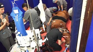 Veterinary specialist uses electric shocks to ‘fix horse’s irregular heartbeat’ in a first for SA