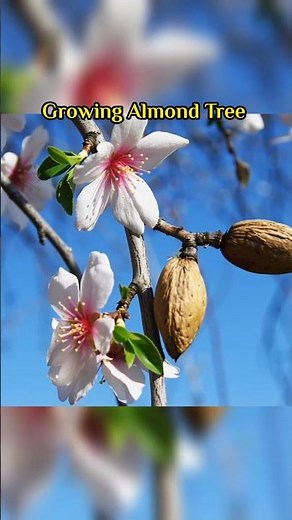 How to grow almond in pots | almond timelapse #garden #shorts #shortvideo