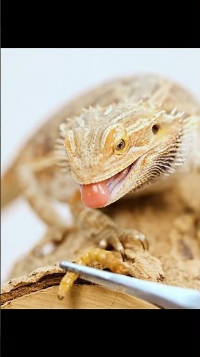 Bearded Dragon (Pogona)