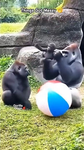Gorilla Playtime Got Messy!😂colorful beach ball #gorilla#gorillatag#funny#fyp