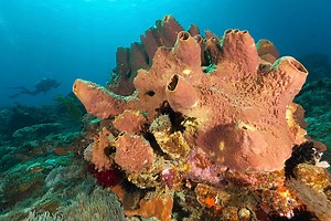 Title for ‘Earth’s first animal’ likely goes to simple sea creature