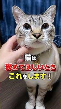 Don't Miss These! 6 Signs Your Cat Wants You to Praise Them #CatFacts #NekotanExplains #Cat