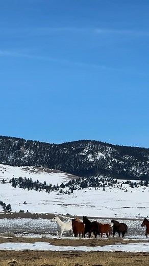 2026 is the Year of the Horse — a time symbolizing freedom, adventure, connection, power, and a return to what truly moves us. Horses remind us to breathe deeper, trust our intuition, and let ourselves be carried toward what’s next. And there’s no place more fitting to honor this year than Bonanza Creek Ranch in Montana, where the rhythm of hoofbeats is more than a sound — it’s a way of life. If you’ve ever dreamed of: 🤍 Letting go of stress and stepping into a simpler pace 🐎 Riding through un
