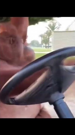 Monkey drive golf cart!!!!