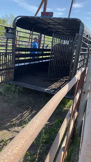 #cattle #beef #louisiana #salebarn #eatmeat