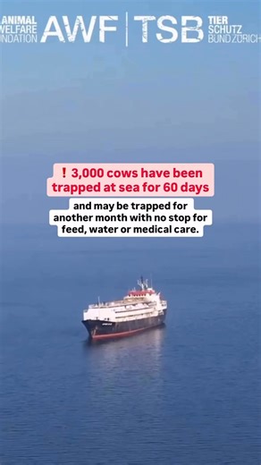 A horrifying animal welfare crisis is unfolding at sea. Nearly 3,000 cows from Uruguay, including 1,400 who are pregnant, have been trapped on the livestock carrier Spiridon II for almost two months after Turkey refused to let the ship dock due to missing or mismatched paperwork. 💔🐄 Conditions have become so dire that the vessel has now been ordered to return to Uruguay, forcing the animals into yet another month of suffering. Reports indicate that at least 58 cows have died, with many more li