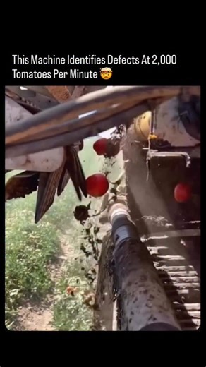 How PAGE? on Instagram: "Based on optical sorting technology used in modern agriculture, specifically in processing tomato harvesting, machines are capable of scanning 2,000 to thousands of tomatoes per minute. Key details about this technology: Method: These machines use high-speed cameras, sensors, and computer vision to analyze color, size, and surface defects. Mechanism: When defects (unripe, damaged, or foreign debris) are detected, high-pressure air jets or robotic arms instantly eject the