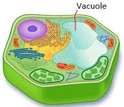 Cell Structures & Function