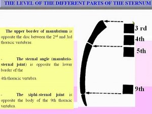 07- Sternum