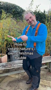 Create nature’s Christmas bauble from plants growing in your garden. Bring a bit of your garden indoors this christmas. Technically these balls are known in Japan as kokedama (moss balls) Please don’t collect moss and ferns from the wild. I’m lucky to have an abundance of moss and ferns in my garden in Devon. My garden soil has lots of clay in it, so moulds easily into a ball. If your soil is sandy you might need to buy and add some clay to make your kokedama ball | Simon Akeroyd Garden Writer