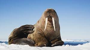 7 Difference Between Sea lions and Walrus (With Table) - Animal Differences