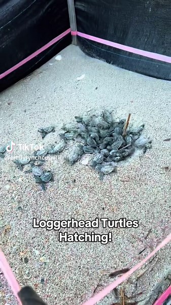 There were 101 healthy turtles that hatched in this nest! They were all out in less than 3 minutes! #loggerheads #turtles #babies #babyturtles #edisto #fyp #foryourpage #viral #tiktok #summer #july #vacation #eggs #hatched #family #turtlenest #savetheturtles
