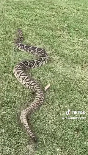 Encountering an Eastern Diamondback Rattlesnake on the Golf Course