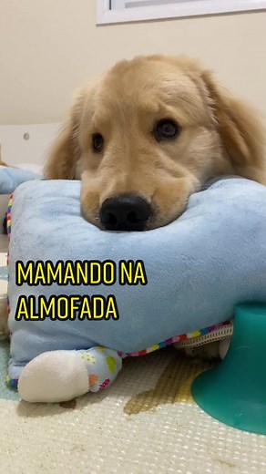 Cute Golden Retriever Puppy Falling Asleep on Pillow
