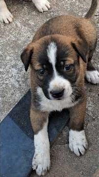 జిమ్మి చోటు పిల్లలు playing 🐶🐶🐶🐶