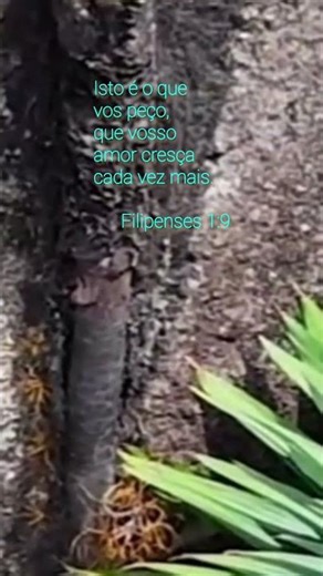 Que o vosso amor cresça... #deuscuidademim #gratidão #amor #vida #paz