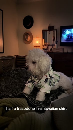 Charming Insights from My Sweet Old Lady in Hawaii