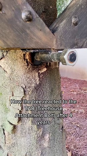 Treehouse Transformation: Nature Takes Over