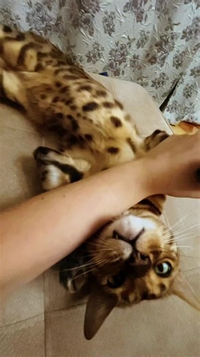 Лёва - приносящий счастье! on TikTok