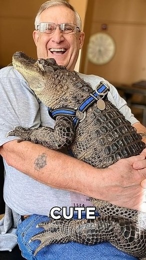 Living With a Pet Gator 🐊🛋️ In the US, some people keep alligators as exotic pets, often raising them from tiny babies. 👶🐊 But these reptiles grow massive and retain their wild, unpredictable nature. ⚠️🚫 One famous case involves "Albert," an alligator who lived in a man’s home for over 30 years and required a custom-built, heated indoor pond. 🛁🏡 We explore the bizarre reality of keeping a 15-foot predator as an "emotional support animal." 🤯💔 #PetAlligator #ExoticPets #AlligatorFacts #We