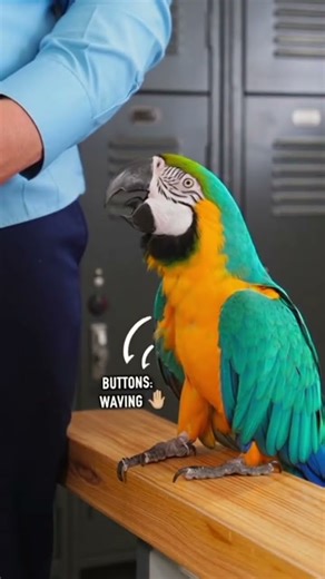 Police Officer's Shirt Buttons Struggle - Parrot's Comment Has Him In Stitches! 😂👕🦜