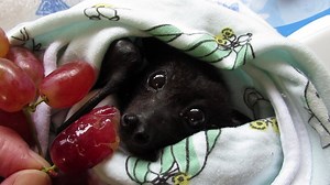 So named for his ridiculous degree of cuteness, Mr Buttons found himself caught on a barbed wire fence at only 10 weeks of age. Now in care with us, Mr Buttons will be soft released at a later date with our other late orphans. There are so many hazards awaiting flying-foxes like Mr Buttons once he is released to the wild and we really need to think about how we can mitigate the dangers to our bats. We can keep our pets inside at night, we can not use any anti bird netting over our fruit trees th