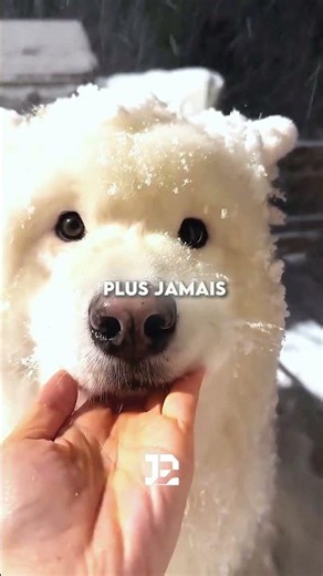 The sweetest puppy dog eyes you’ll see today! 😭❤️
