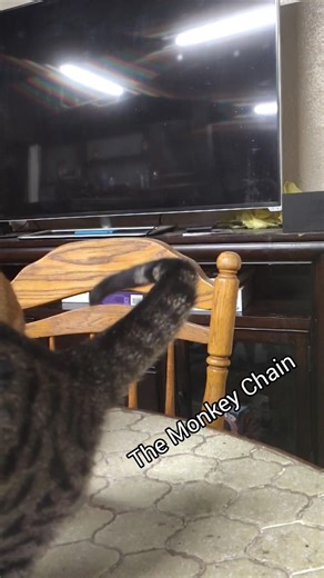 The Monkey Chain, The Monkey's Fist, THE MONKEY! (ft. Hazel The Cat) #funny #spongebob #cats #cute