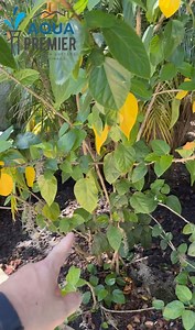 Why proper drainage matters for your pool deck! 💧 Standing water around your pool can cause damage, slippery surfaces, and costly repairs over time. That’s why we installed this sleek pool deck channel drain, to safely direct water away and keep your space dry, safe, and beautiful all year round! ☀️❄️ Our system directs water into the surrounding grass, allowing it to nourish your lawn instead of going to waste or pooling around your deck! Here’s why smart drainage matters: ✅ Prevents water bui