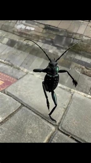 这个是什么？😱这“铁甲战士”是啥？自带金属光泽 大长腿，谁敢碰？🤔