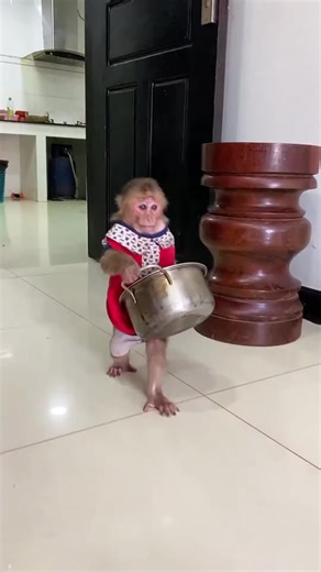 MONKEY 80 KEY on TikTok